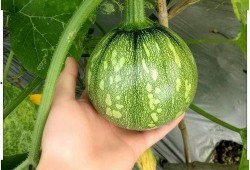 娱乐小葱花吃瓜,揭秘娱乐圈那些不为人知的幕后故事